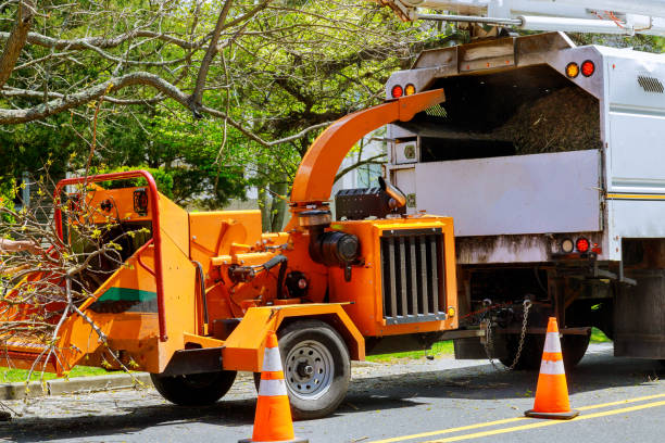 Dead Tree Removal in Jenks, OK